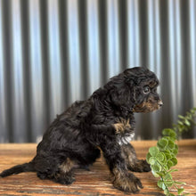 Load image into Gallery viewer, NASH - Male Toy Cavoodle - Ready 6th Jan