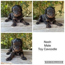 Load image into Gallery viewer, NASH - Male Toy Cavoodle - Ready 6th Jan