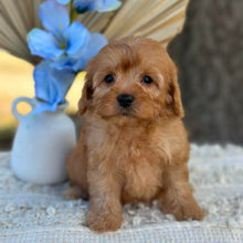 Load image into Gallery viewer, NASH - Male Toy Cavoodle - Ready 1st September