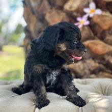 Load image into Gallery viewer, NASH - Male Toy Cavoodle - Ready 6th Jan