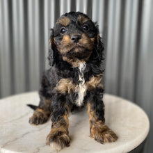 Load image into Gallery viewer, NASH - Male Toy Cavoodle - Ready 28th July