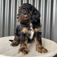 Load image into Gallery viewer, NASH - Male Toy Cavoodle - Ready 28th July