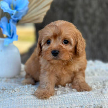 Load image into Gallery viewer, NASH - Male Toy Cavoodle - Ready 1st September