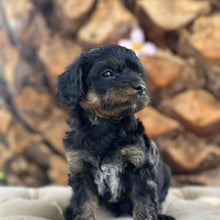Load image into Gallery viewer, NASH - Male Toy Cavoodle - Ready 6th Jan