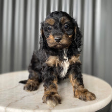 Load image into Gallery viewer, NASH - Male Toy Cavoodle - Ready 28th July