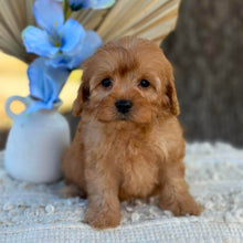 Load image into Gallery viewer, NASH - Male Toy Cavoodle - Ready 1st September