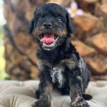 Load image into Gallery viewer, NASH - Male Toy Cavoodle - Ready 6th Jan
