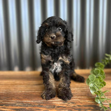 Load image into Gallery viewer, NASH - Male Toy Cavoodle - Ready 6th Jan
