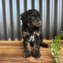 Load image into Gallery viewer, NASH - Male Toy Cavoodle - Ready 6th Jan