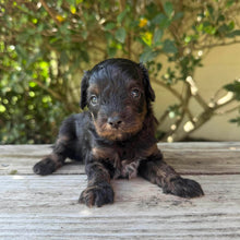 Load image into Gallery viewer, NASH - Male Toy Cavoodle - Ready 6th Jan