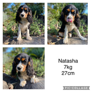 NINA - Female Toy Cavoodle - Ready 19th Sept