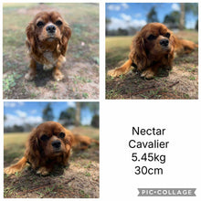 Load image into Gallery viewer, NINA - Female Toy Cavoodle - Ready 1st September