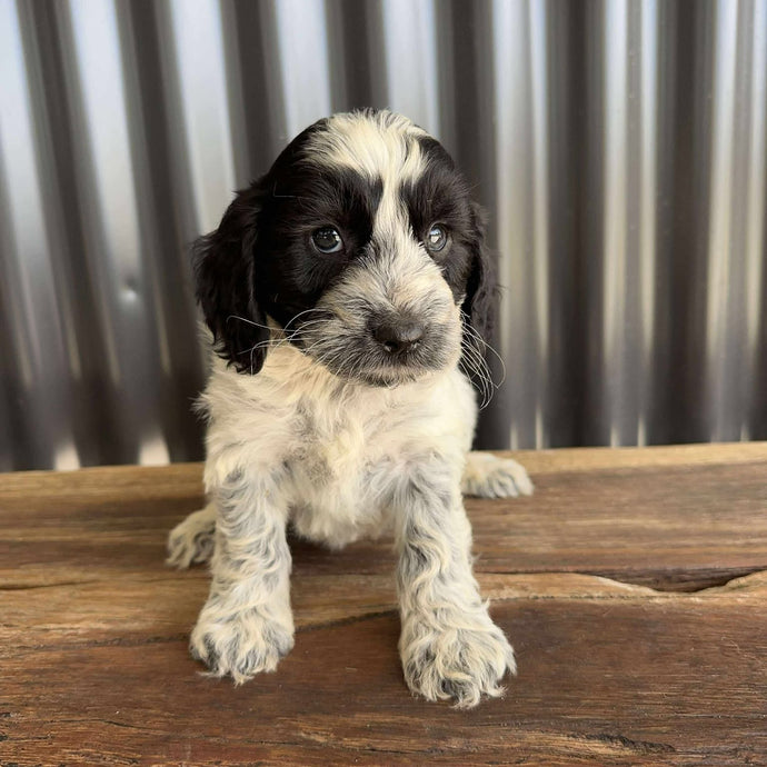NED - Male Mini Spoodle - Ready 21st Aug