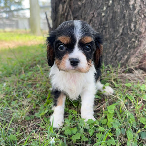 NED - Male Cavalier - Ready Now