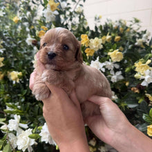 Load image into Gallery viewer, NEDDY - Male Toy Cavoodle - Ready 25 Nov