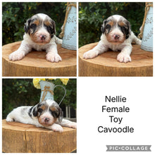 Load image into Gallery viewer, NELLIE - Female Toy Cavoodle - Ready 15th March