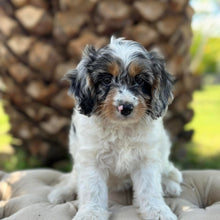 Load image into Gallery viewer, NELLIE - Female Toy Cavoodle - Ready 15th March