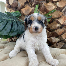 Load image into Gallery viewer, NELLIE - Female Toy Cavoodle - Ready 15th March