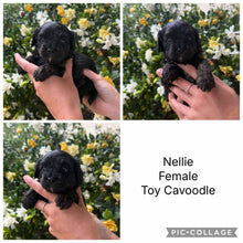 Load image into Gallery viewer, NELLIE - Female Toy Cavoodle - Ready 25th Nov