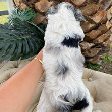 Load image into Gallery viewer, NELLIE - Female Toy Cavoodle - Ready 15th March