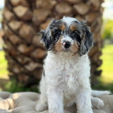 Load image into Gallery viewer, NELLIE - Female Toy Cavoodle - Ready 15th March