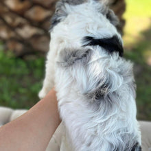 Load image into Gallery viewer, NELLIE - Female Toy Cavoodle - Ready 15th March