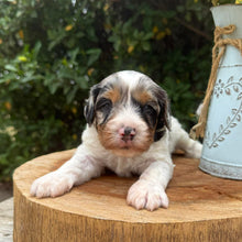 Load image into Gallery viewer, NELLIE - Female Toy Cavoodle - Ready 15th March