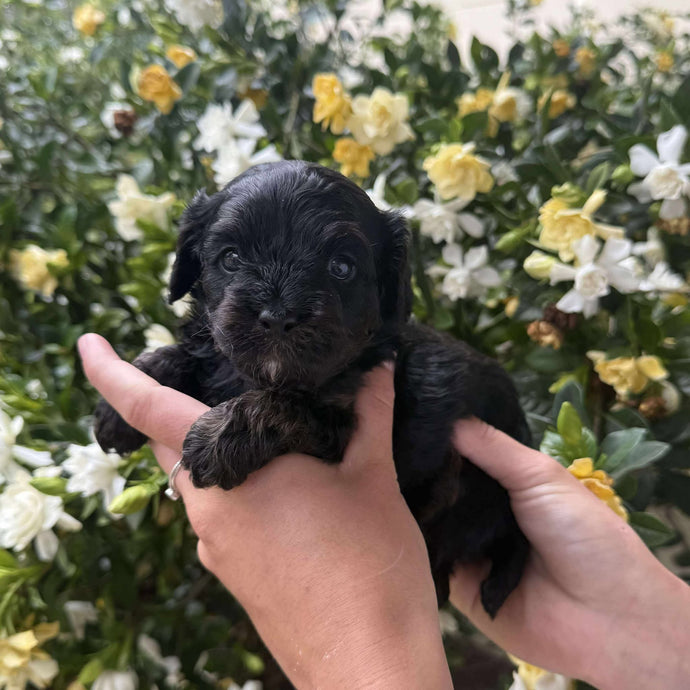 NELLIE - Female Toy Cavoodle - Ready 25th Nov