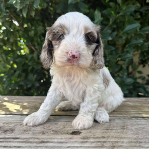 NELLY - Female Toy Spoodle - Ready 28th June