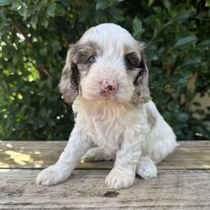 NELLY - Female Toy Spoodle - Ready 28th June