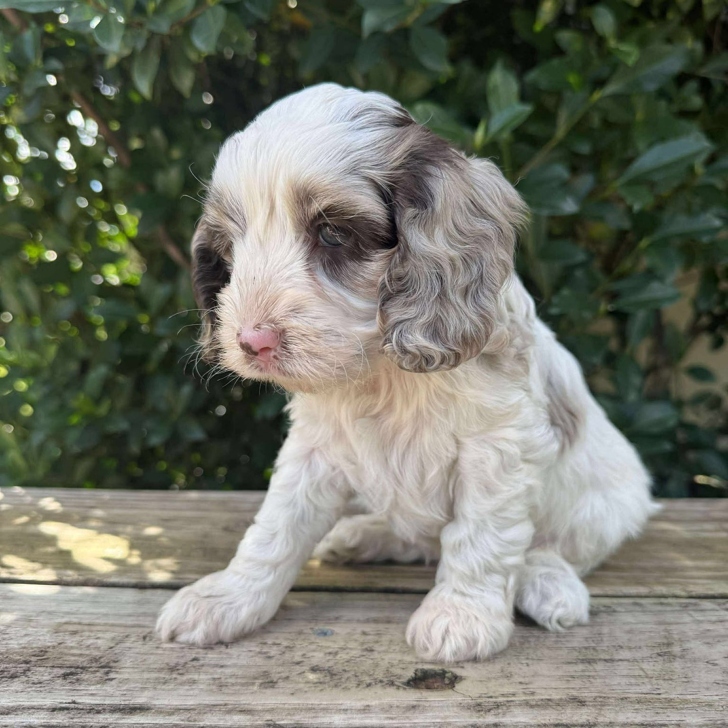 NELLY - Female Toy Spoodle - Ready 28th June