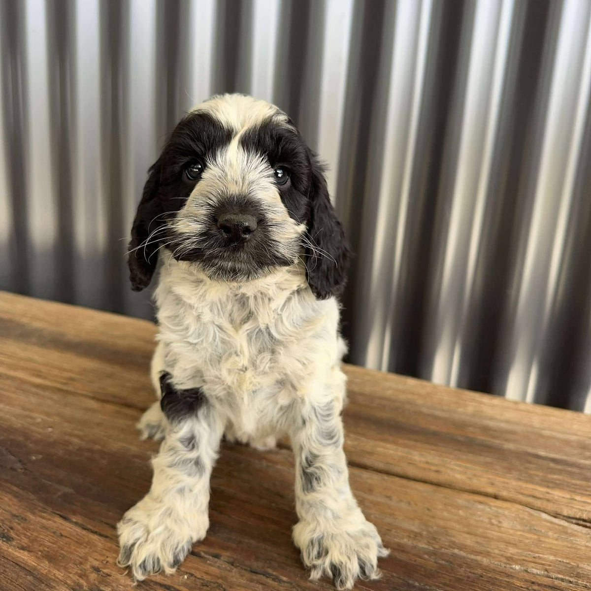 NELSON - Male Mini Spoodle - Ready Now – Diamond Valley Kennels