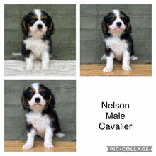 Load image into Gallery viewer, NELSON - Male Cavalier - Ready Now