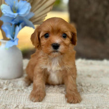 Load image into Gallery viewer, NEO - Male Toy Cavoodle - Ready 1st Sept