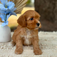 Load image into Gallery viewer, NEO - Male Toy Cavoodle - Ready 1st Sept
