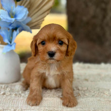 Load image into Gallery viewer, NEO - Male Toy Cavoodle - Ready 1st Sept