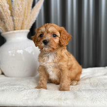 Load image into Gallery viewer, NEO - Male Toy Cavoodle - Ready 1st Sept