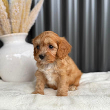 Load image into Gallery viewer, NEO - Male Toy Cavoodle - Ready 1st Sept