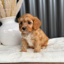 Load image into Gallery viewer, NEO - Male Toy Cavoodle - Ready 1st Sept