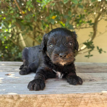 Load image into Gallery viewer, NAPOLEON - Male Toy Cavoodle - Ready 6th Jan