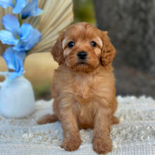 Load image into Gallery viewer, NESSA - Female Toy Cavoodle - Ready 1st September