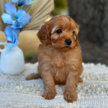 Load image into Gallery viewer, NESSA - Female Toy Cavoodle - Ready 1st September