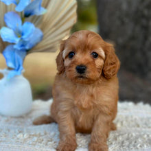 Load image into Gallery viewer, NESSA - Female Toy Cavoodle - Ready 1st September