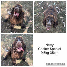 Load image into Gallery viewer, ROLO - Male Toy Spoodle - Ready 31st Jan