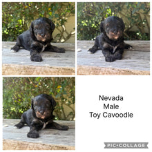 Load image into Gallery viewer, NEVADA - Male Toy Cavoodle - Ready 6th Jan