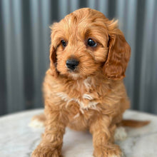 Load image into Gallery viewer, NEVE - Female Toy Cavoodle - Ready 28th July