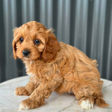 Load image into Gallery viewer, NEVE - Female Toy Cavoodle - Ready 28th July