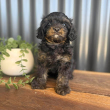 Load image into Gallery viewer, NICO - Male Toy Cavoodle - Ready 9 Jan