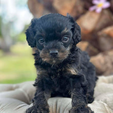 Load image into Gallery viewer, NICO - Male Toy Cavoodle - Ready 9 Jan