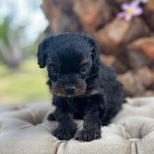 Load image into Gallery viewer, NICO - Male Toy Cavoodle - Ready 9 Jan